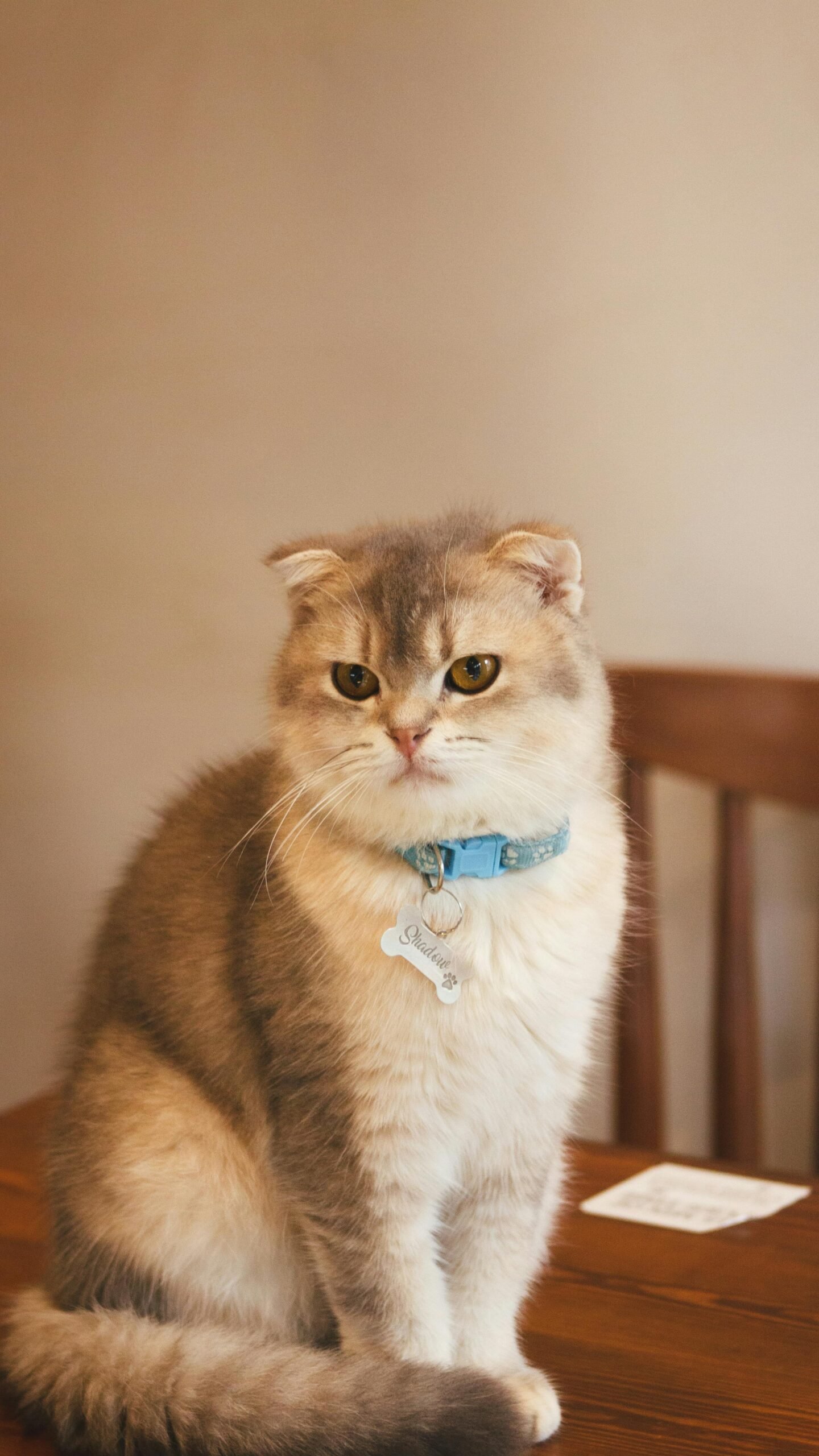 pexels-abdellah-benziane-2153835967-34861936 pexels-abdellah-benziane-2153835967-34861936